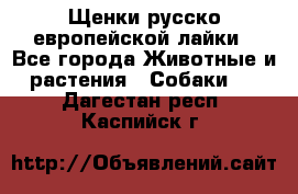 Щенки русско европейской лайки - Все города Животные и растения » Собаки   . Дагестан респ.,Каспийск г.